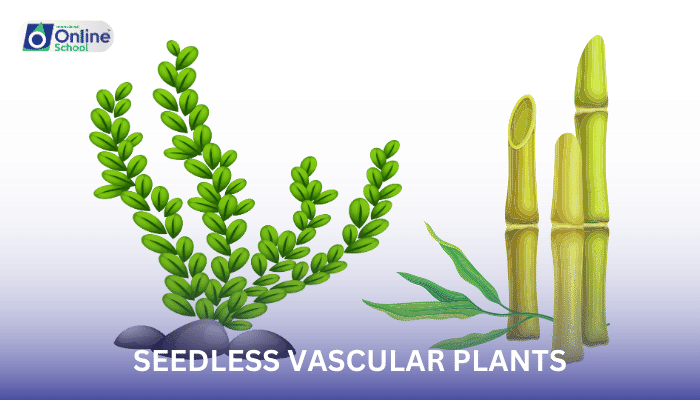 Lesson 08: Seedless Vascular Plants